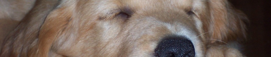 Sleeping Beauty