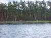 A moose and calf graze along the shores of Otto Lake after midnight