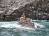 Sea Lions