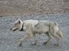 Denali Wolf
