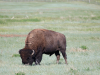 Bison grazing at the entrance
