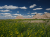 Wildflowers and puffy clouds