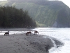 Horses in Waipi\'o