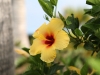Flowers on the Hilton grounds