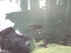 Sea turtle in the Hilton lagoon