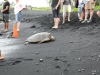 A sea turtle taking a rest at Punalu'u