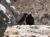 California Condor conversation