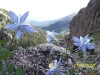 Columbines