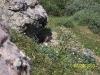 Marmot