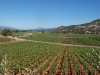 Vineyards in Spring
