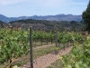 View of the Mayacamas Range