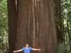 Big Trees
