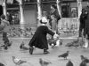 Pigeons of San Marco