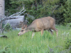 Buck