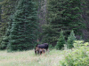 Moose and Calf
