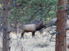 Bull Elk