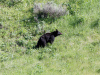 Black bear