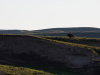 Lone Bison