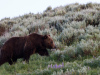 Grizzly Stroll
