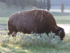 Bison at Sunrise