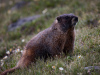 Marmot Watch