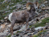 Bighorn Pose