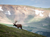 Rocky Mountain Elk