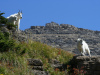 Billy Goat's Gruff