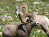 Bighorn