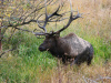The Rut