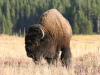 Bison
