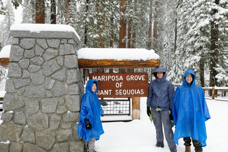 Mariposa Grove