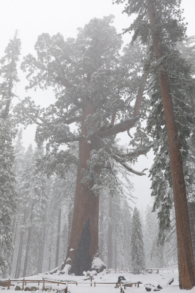 Grizzly Giant