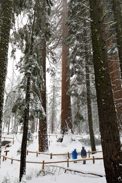 Pondering Giants