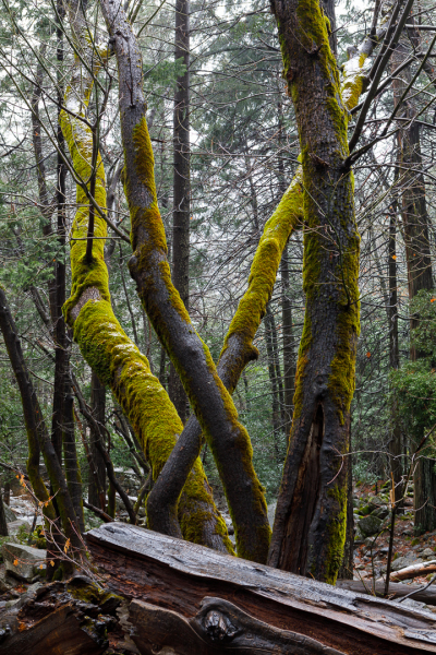 Mossy Wood