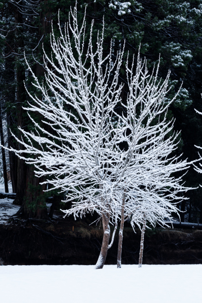 Frosty Tree
