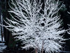 Frosty Tree