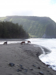 Horses in Waipi'o