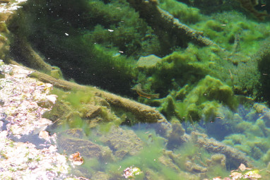 Brook trout in Hanging Lake