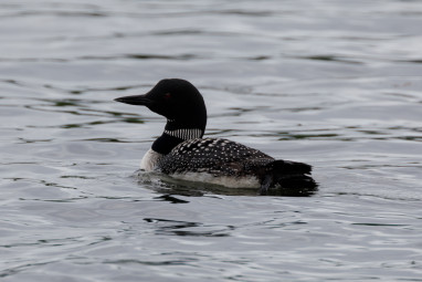 Loon by the dock