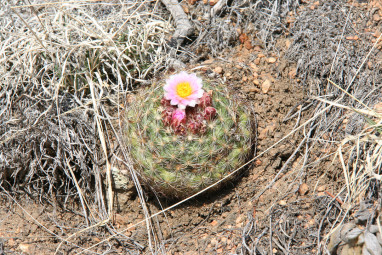 one flower on barrel cactus