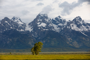 A tree grows in the Tetons