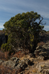Juniper at Black Canyon