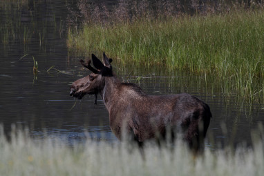 Moose at Bighorn Crossing