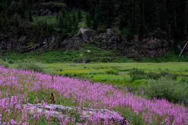 Marmot Fields