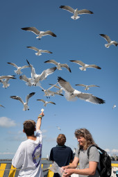 Feeding Gulls
