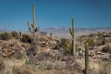 Mountain Cacti