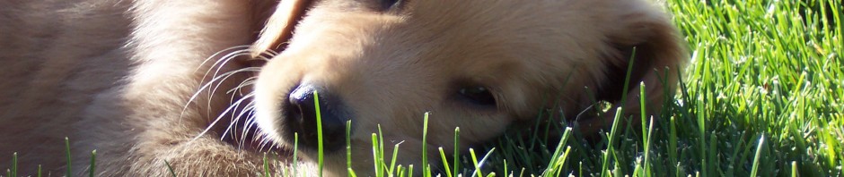 Lounging in the Grass
