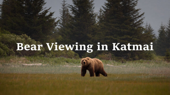 Bear Viewing in Katmai